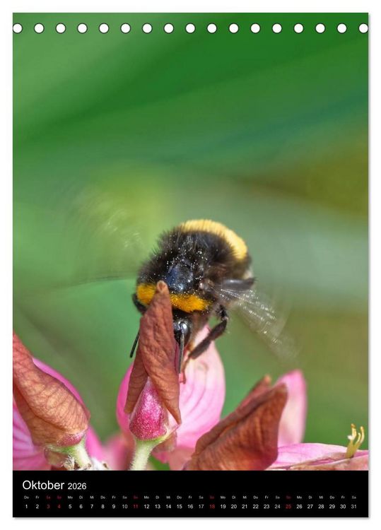 Produktbild: Bienen und Hummeln (Tischkalender 2026 DIN A5 hoch), CALVENDO Monatskalender