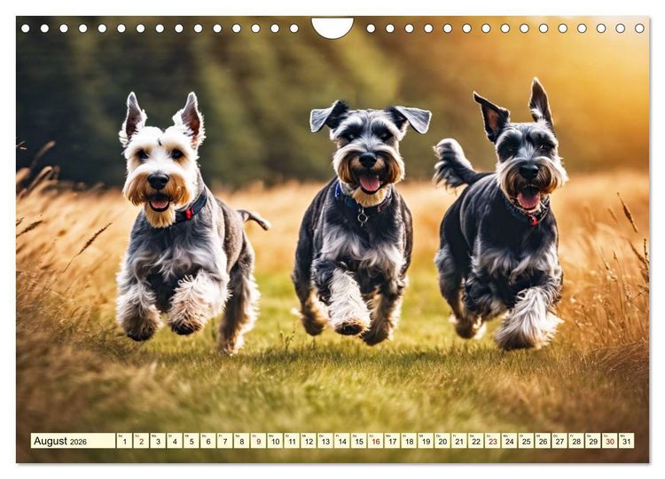 Produktbild: Schnauzer - vielseitige Allrounder (Wandkalender 2026 DIN A4 quer), CALVENDO Monatskalender