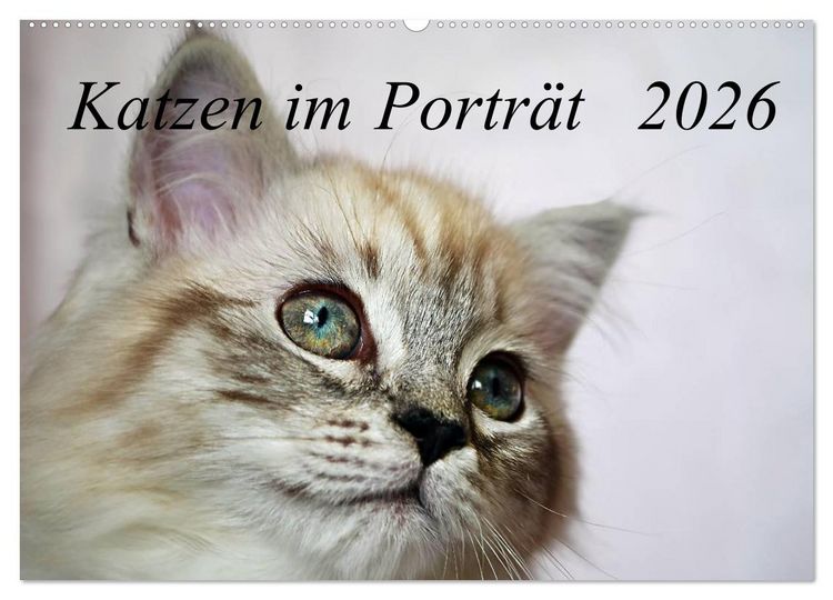 Produktbild: Katzen im Portr&auml;t / Geburtstagskalender (Wandkalender 2026 DIN A2 quer), CALVENDO Monatskalender