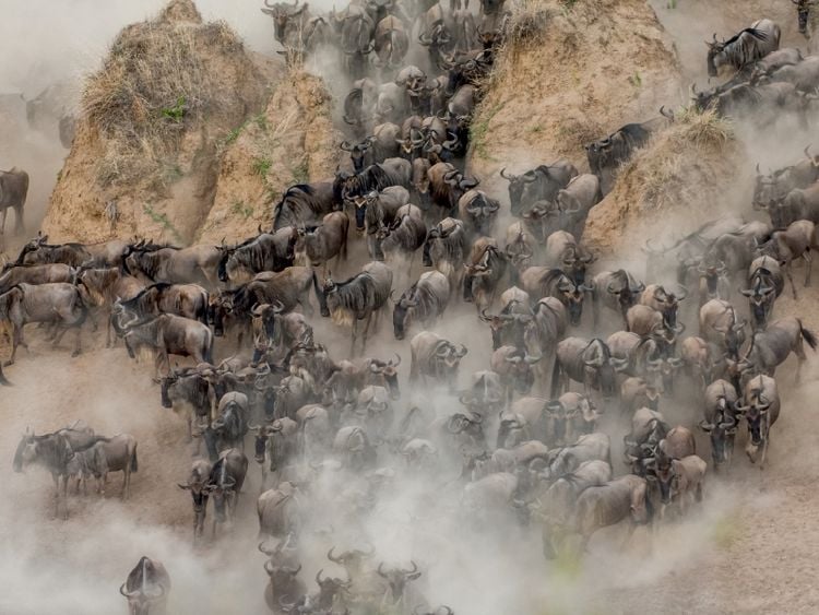 Produktbild: CALVENDO Puzzle Gnus | 1000 Teile Lege-Gr&ouml;&szlig;e 64x48cm Foto-Puzzle f&uuml;r gl&uuml;ckliche Stunden