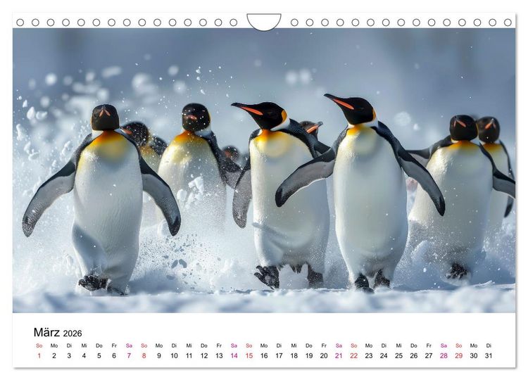 Produktbild: Maritim pur - Pinguine (Wandkalender 2026 DIN A4 quer), CALVENDO Monatskalender