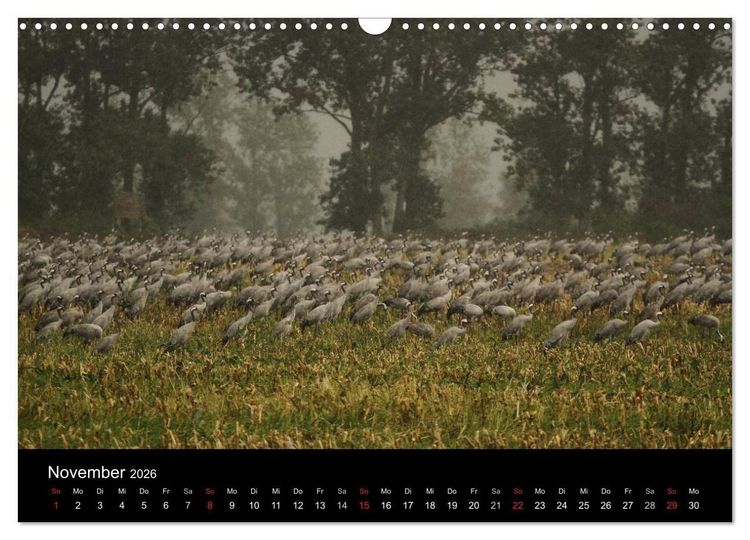 Produktbild: Kraniche (Wandkalender 2026 DIN A3 quer), CALVENDO Monatskalender