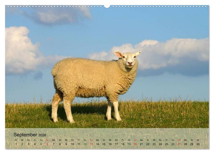 Produktbild: Schafe z&auml;hlen leicht gemacht! (hochwertiger Premium Wandkalender 2026 DIN A2 quer), Kunstdruck in Hochglanz