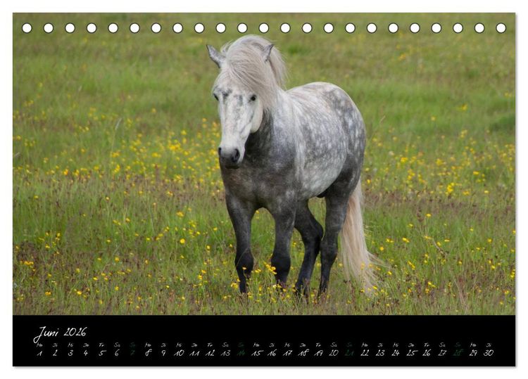 Produktbild: Charakterk&ouml;pfe Islandpferde (Tischkalender 2026 DIN A5 quer), CALVENDO Monatskalender