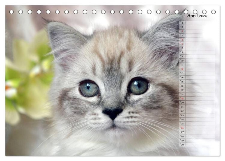 Produktbild: Katzen im Portr&auml;t / Geburtstagskalender (Tischkalender 2026 DIN A5 quer), CALVENDO Monatskalender