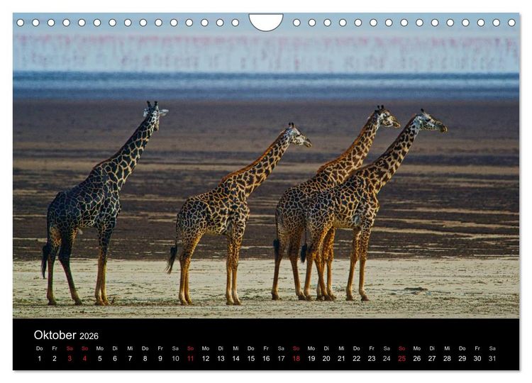 Produktbild: GIRAFFEN - Liebliche Riesen der afrikanischen Savanne (Wandkalender 2026 DIN A4 quer), CALVENDO Monatskalender