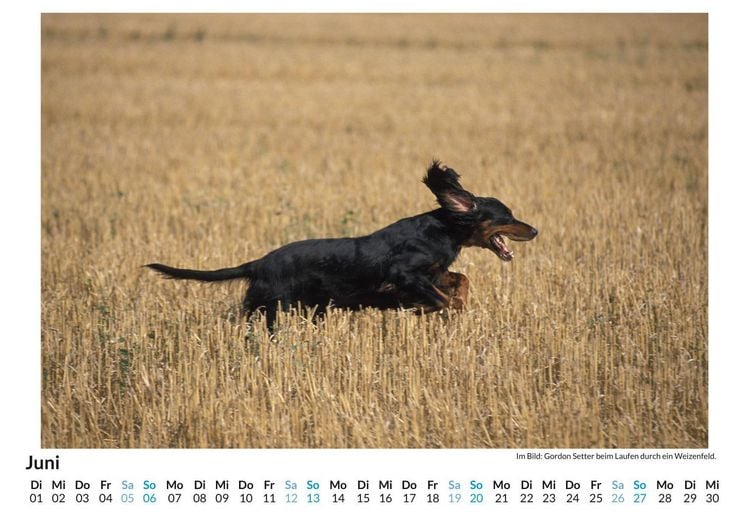 Produktbild: Gordon Setter