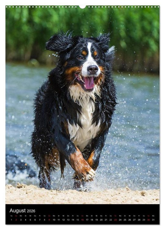 Produktbild: Faszination Berner Sennenhund (hochwertiger Premium Wandkalender 2026 DIN A2 hoch), Kunstdruck in Hochglanz