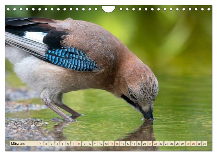 Produktbild: Unsere Vogelvielfalt: Ein Schatz zum Entdecken und Sch&uuml;tzen (Wandkalender 2026 DIN A4 quer), CALVENDO Monatskalender