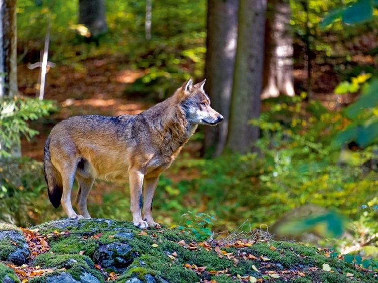 Produktbild: CALVENDO Puzzle Wolf im Tierfreigel&auml;nde | 1000 Teile Lege-Gr&ouml;&szlig;e 64x48cm Foto-Puzzle f&uuml;r gl&uuml;ckliche Stunden