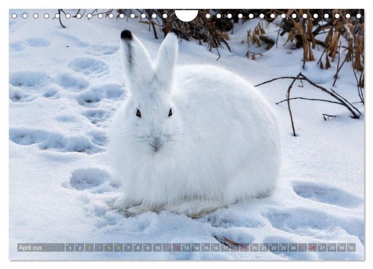 Produktbild: AN DER HUDSON BAY (Wandkalender 2026 DIN A4 quer), CALVENDO Monatskalender
