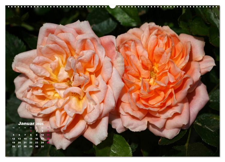 Produktbild: Zauberhafter Rosenreigen (hochwertiger Premium Wandkalender 2026 DIN A2 quer), Kunstdruck in Hochglanz