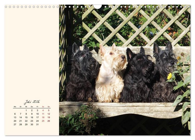 Produktbild: Scottish Terrier - Charmantes Rauhbein (Wandkalender 2026 DIN A3 quer), CALVENDO Monatskalender