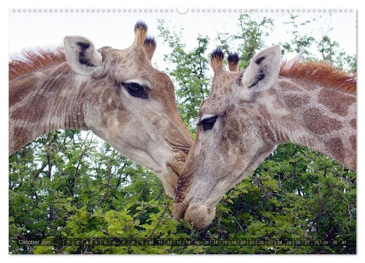 Produktbild: Namibia - Die Tierwelt (hochwertiger Premium Wandkalender 2027 DIN A2 quer), Kunstdruck in Hochglanz