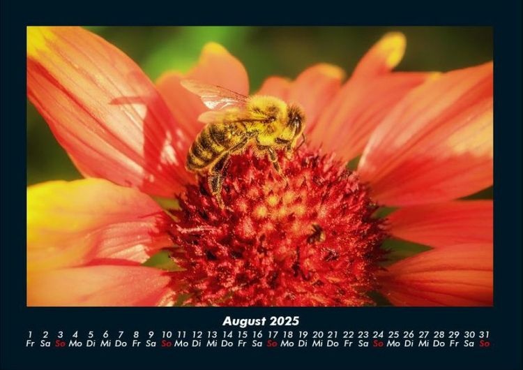 Produktbild: Bien 2025 Fotokalender DIN A4