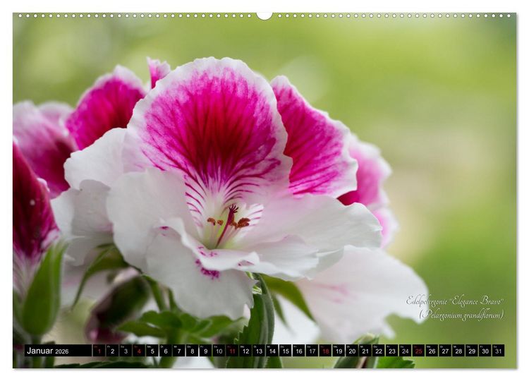 Produktbild: Zierbilder der Natur BLUMEN (Wandkalender 2026 DIN A2 quer), CALVENDO Monatskalender
