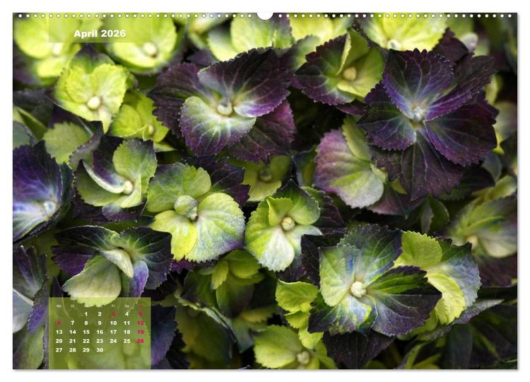 Produktbild: Himmlische Hortensien (Wandkalender 2026 DIN A2 quer), CALVENDO Monatskalender