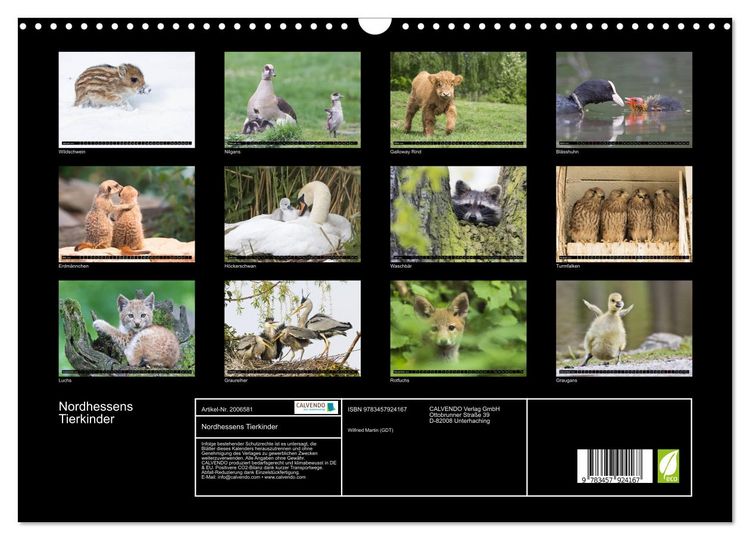 Produktbild: Nordhessens Tierkinder (Wandkalender 2026 DIN A3 quer), CALVENDO Monatskalender