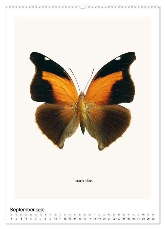 Produktbild: Die sch&ouml;nsten Schmetterlinge (hochwertiger Premium Wandkalender 2026 DIN A2 hoch), Kunstdruck in Hochglanz