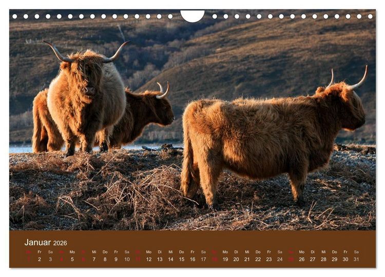 Produktbild: Schottische Hochlandrinder - Highland Cattle (Wandkalender 2026 DIN A4 quer), CALVENDO Monatskalender