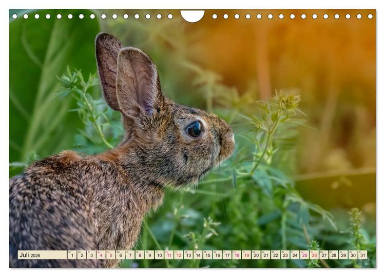Produktbild: Feldhasen und Kaninchen (Wandkalender 2026 DIN A4 quer), CALVENDO Monatskalender