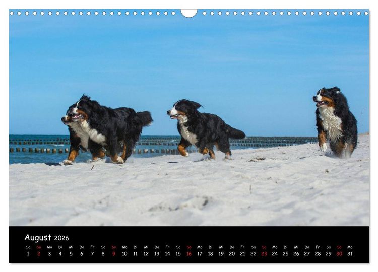 Produktbild: Berner Sennenhund 2026 (Wandkalender 2026 DIN A3 quer), CALVENDO Monatskalender