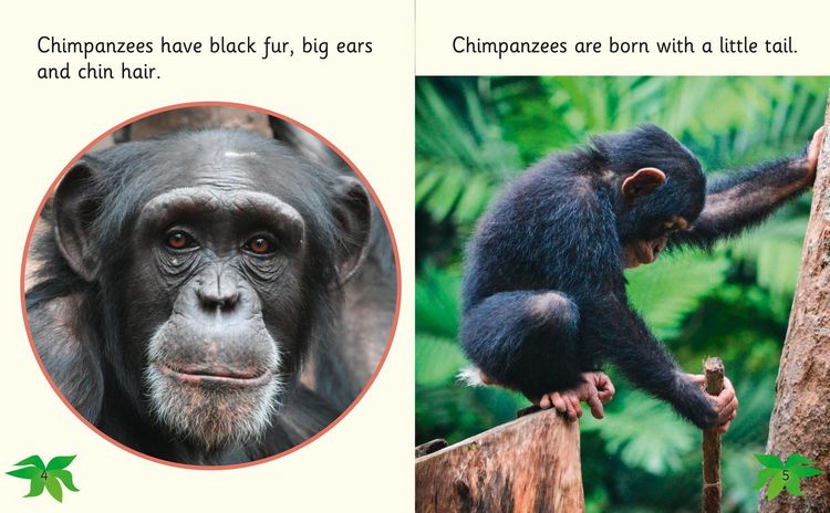 Produktbild: Chimpanzees