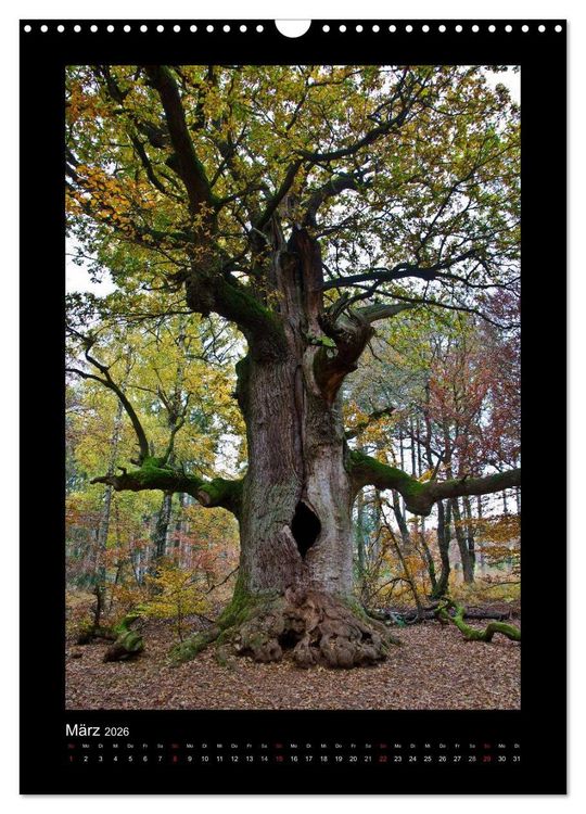 Produktbild: Mythos Baum / 2026 (Wandkalender 2026 DIN A3 hoch), CALVENDO Monatskalender