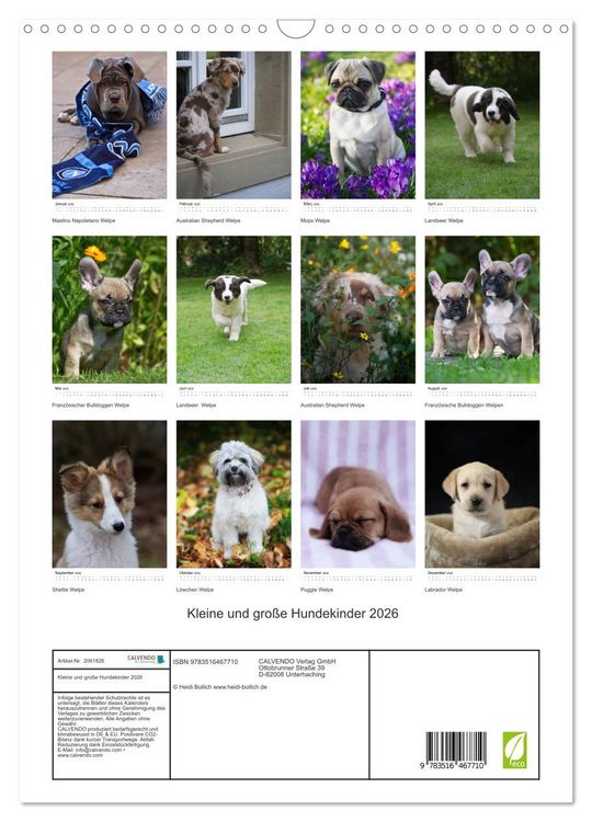 Produktbild: Kleine und gro&szlig;e Hundekinder 2026 (Wandkalender 2026 DIN A3 hoch), CALVENDO Monatskalender