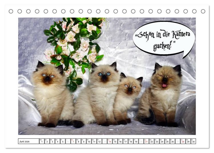 Produktbild: Lustiger Katzenkalender (Tischkalender 2026 DIN A5 quer), CALVENDO Monatskalender