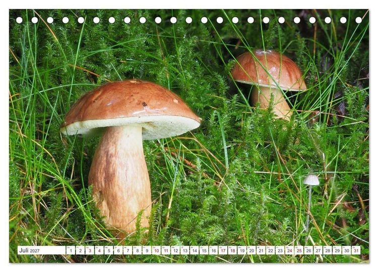 Produktbild: Pilze finden - das ganze Jahr! (Tischkalender 2027 DIN A5 quer), CALVENDO Monatskalender