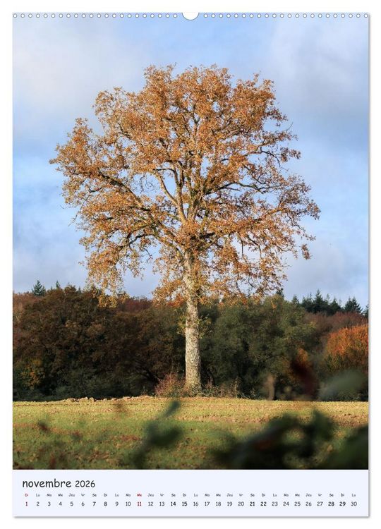Produktbild: Arbres solitaires (Calendrier mural 2026 DIN A2 horizontal) calendrier de bureau