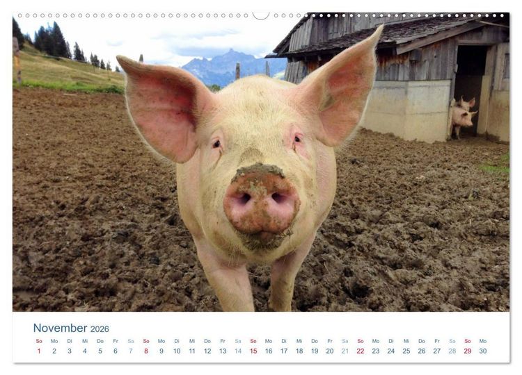 Produktbild: Tierisches Leben auf dem Bauernhof 2026 (Wandkalender 2026 DIN A2 quer), CALVENDO Monatskalender