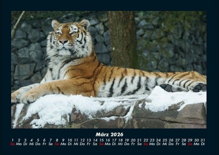 Produktbild: Tiger 2026 Fotokalender DIN A4