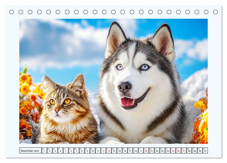 Produktbild: Siberian Husky. Kraftvolle Hunde voller Lebenslust und Energie (Tischkalender 2026 DIN A5 quer), CALVENDO Monatskalender