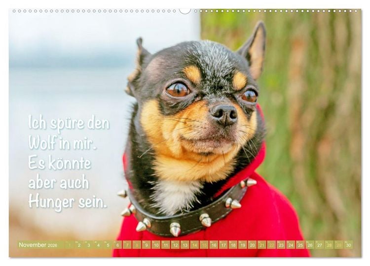 Produktbild: Chihuahua: Kleine Hunde, aber oho (hochwertiger Premium Wandkalender 2026 DIN A2 quer), Kunstdruck in Hochglanz
