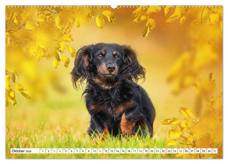 Produktbild: Dackeltr&auml;umereien - Kleine Helden auf 4 Pfoten (hochwertiger Premium Wandkalender 2026 DIN A2 quer), Kunstdruck in Hochglanz