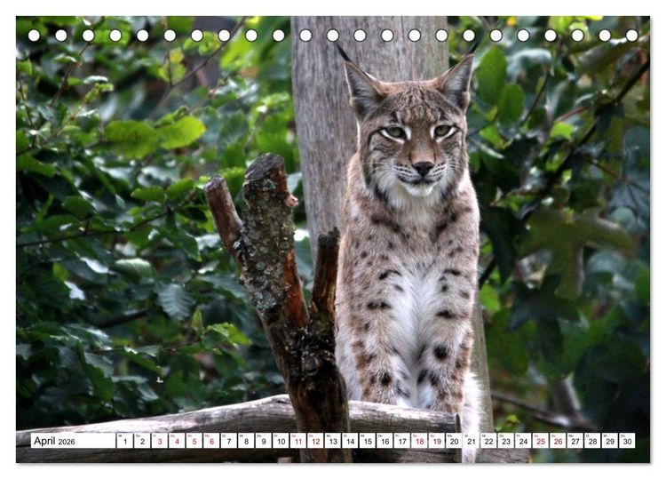 Produktbild: Familie Luchs - Die J&auml;ger mit dem Pinselohr (Tischkalender 2026 DIN A5 quer), CALVENDO Monatskalender