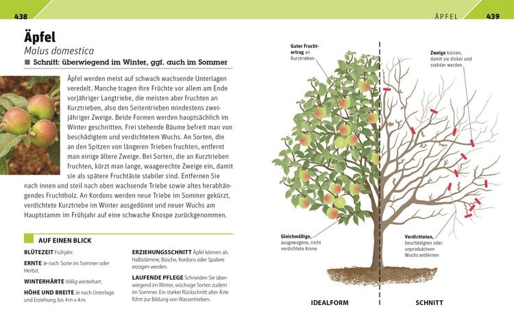 Produktbild: Gartenwissen Pflanzenschnitt