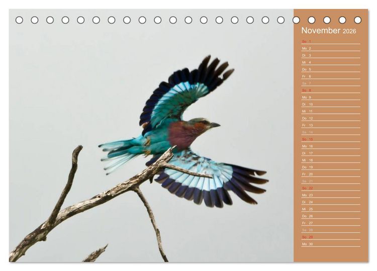 Produktbild: Afrika - Faszinierende Tierwelt (Tischkalender 2026 DIN A5 quer), CALVENDO Monatskalender