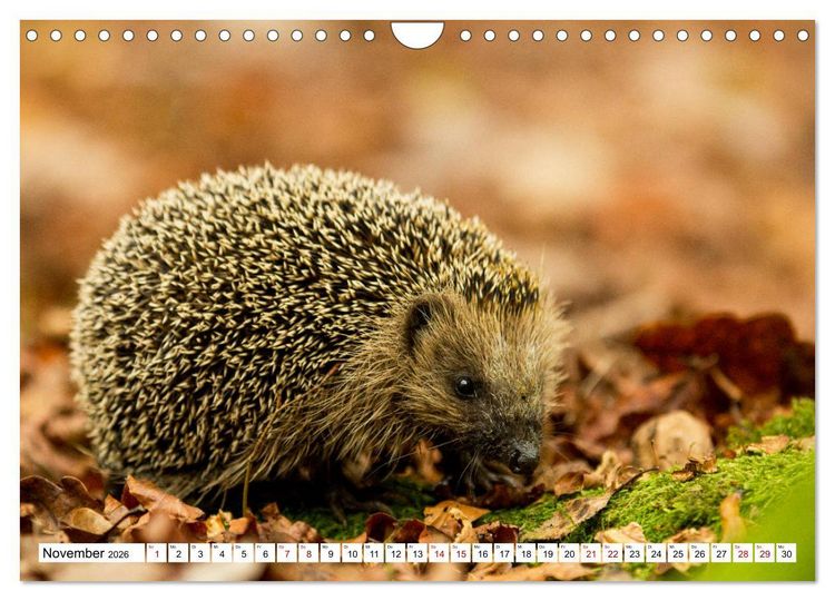 Produktbild: Waldtiere (Wandkalender 2026 DIN A4 quer), CALVENDO Monatskalender