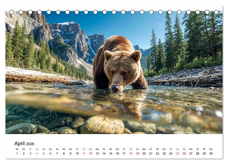 Produktbild: B&auml;ren - Die Macht der Natur (Tischkalender 2026 DIN A5 quer), CALVENDO Monatskalender