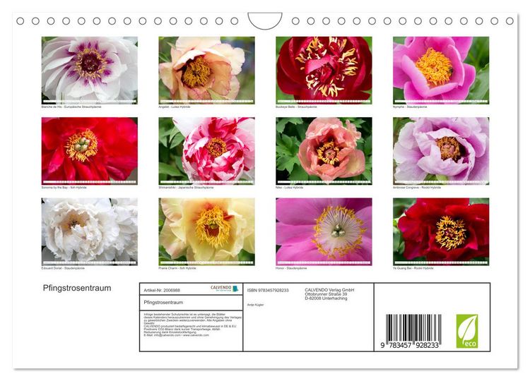 Produktbild: Pfingstrosentraum (Wandkalender 2026 DIN A4 quer), CALVENDO Monatskalender