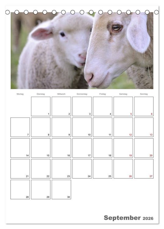 Produktbild: Schafe - 12 Monate in der Herde (Tischkalender 2026 DIN A5 hoch), CALVENDO Monatskalender