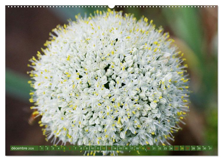 Produktbild: La beaut&eacute; des fleurs (Calendrier mural 2026 DIN A2 vertical), CALVENDO calendrier mensuel