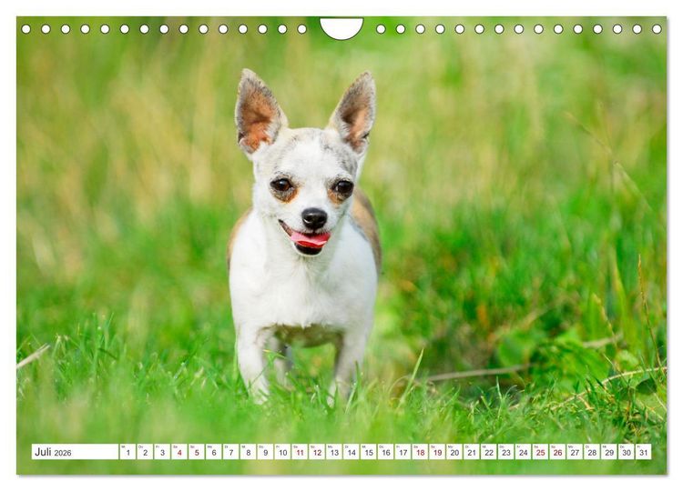 Produktbild: Enegieb&uuml;ndel Chihuahua - Temperament auf vier Pfoten (Wandkalender 2026 DIN A4 quer), CALVENDO Monatskalender