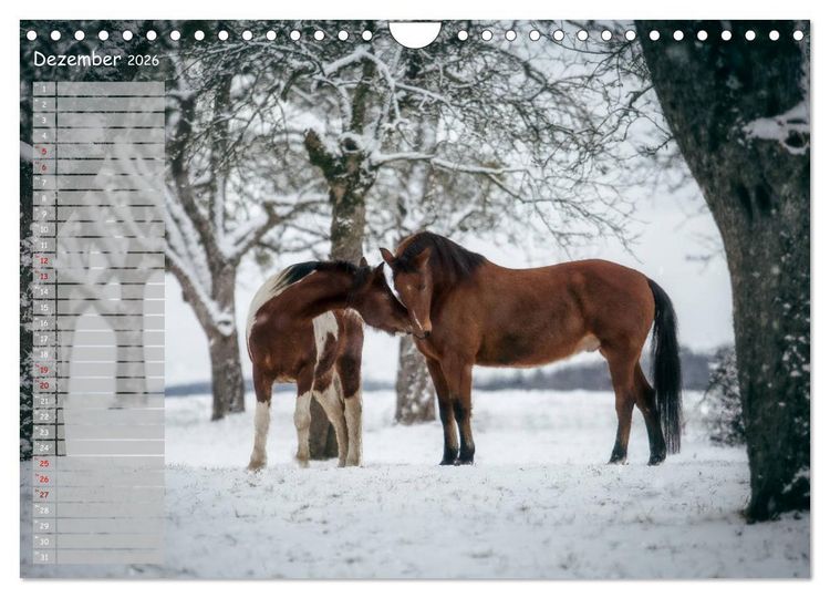 Produktbild: Pferde - Spiegel deiner Seele (Wandkalender 2026 DIN A4 quer), CALVENDO Monatskalender