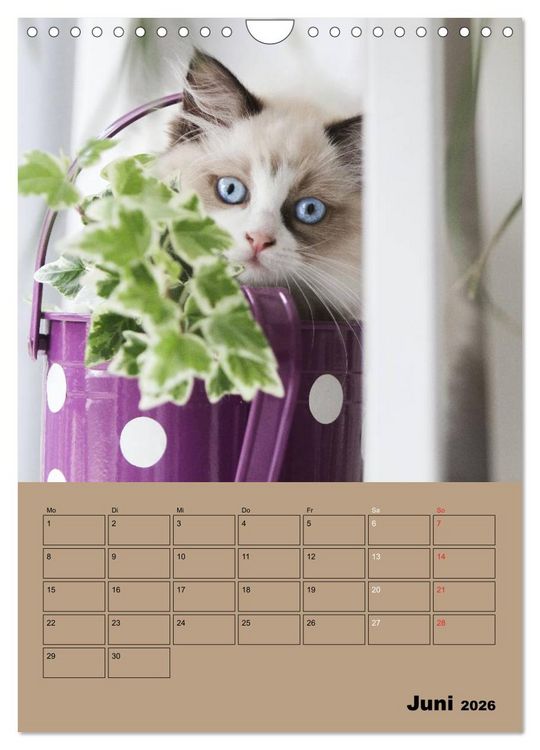 Produktbild: Ragdolls zum Verlieben (Wandkalender 2026 DIN A4 hoch), CALVENDO Monatskalender