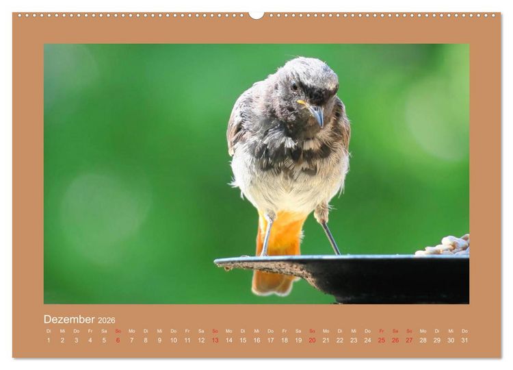 Produktbild: Vogelportr&auml;ts - Heimische V&ouml;gel auf meinem Balkon (hochwertiger Premium Wandkalender 2026 DIN A2 quer), Kunstdruck in Hochglanz