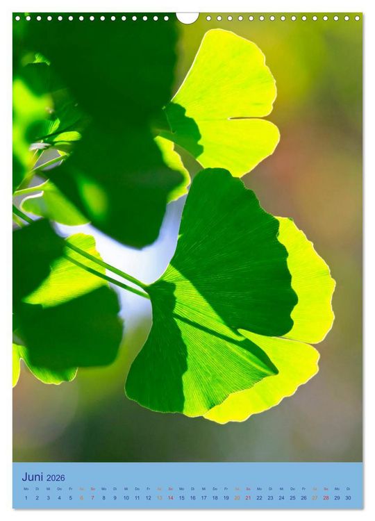 Produktbild: Ginkgo (Wandkalender 2026 DIN A3 hoch), CALVENDO Monatskalender
